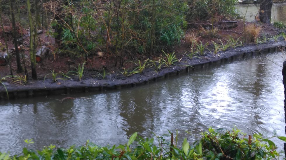 IMAG0352 coy pond planted